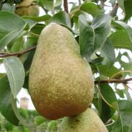 Саженец Груша Стрыйская